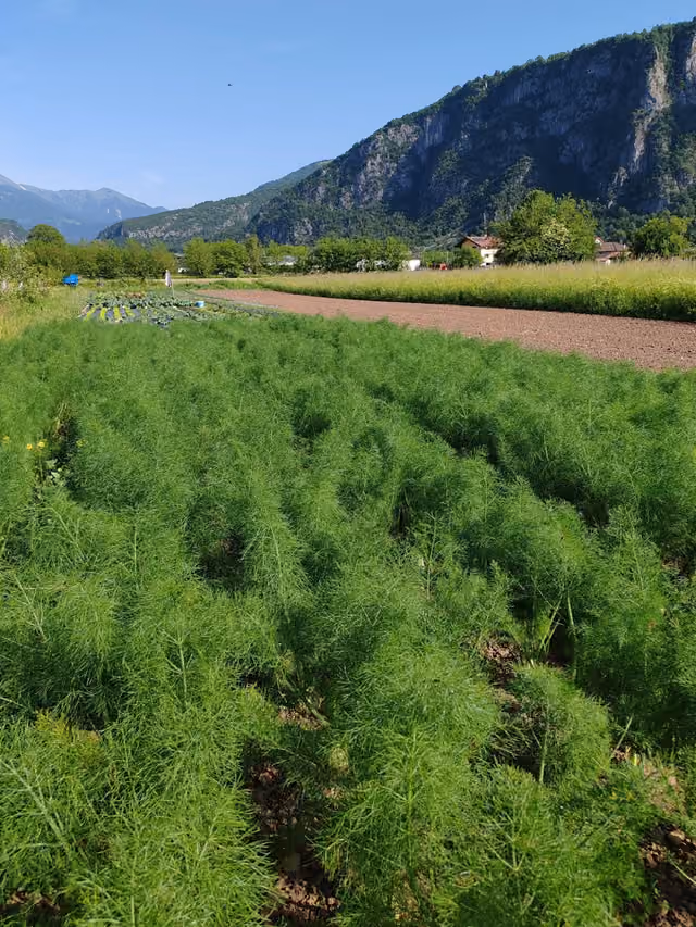 Campo coltivato a Villa Santina con le montagne della Carnia sullo sfondo