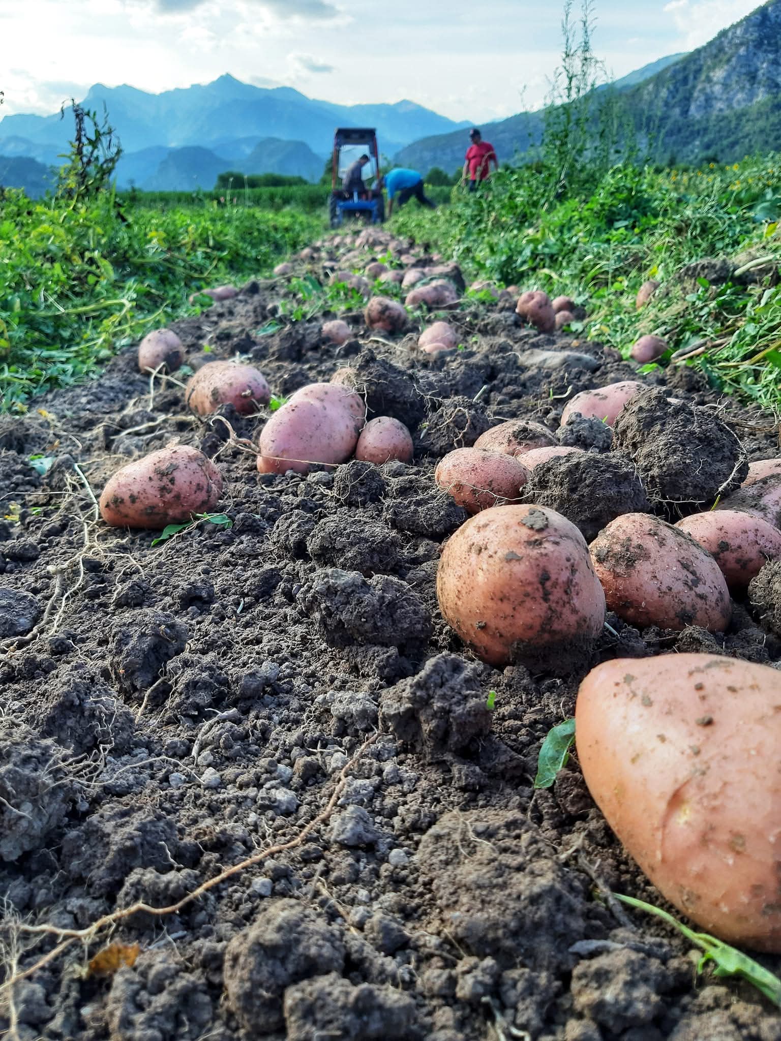 Raccolta di frutti di bosco nell’azienda