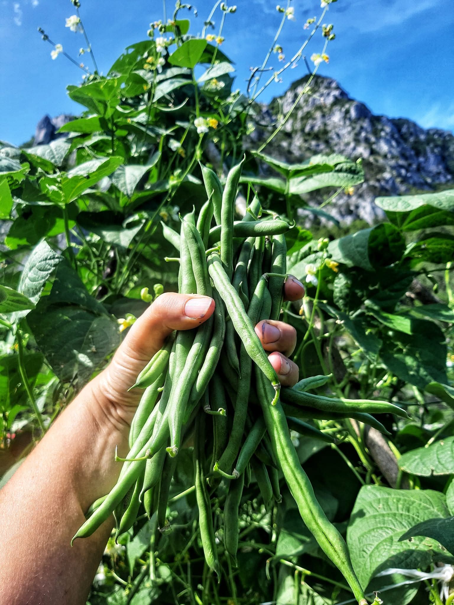Filari dell’orto in piena stagione