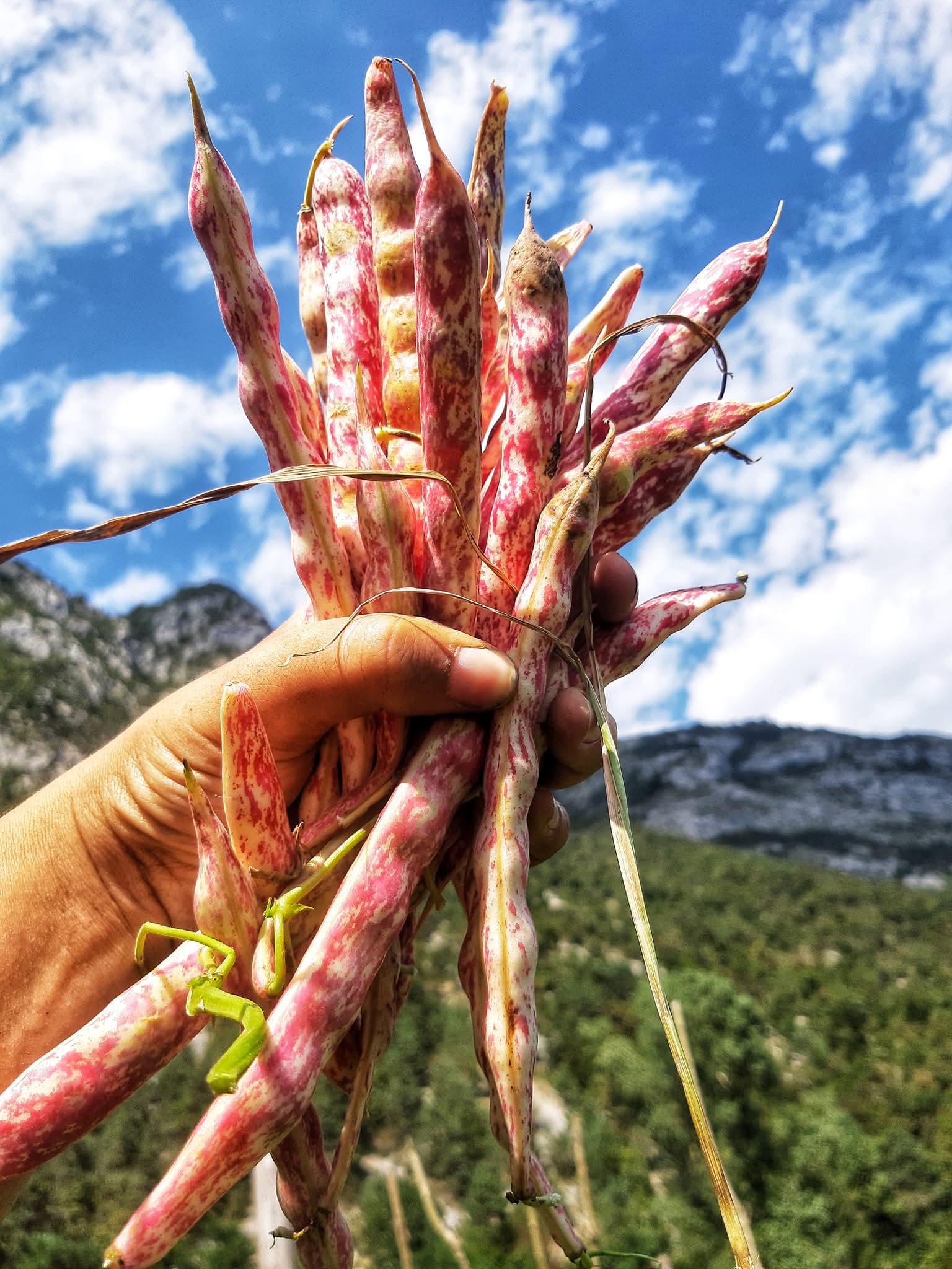 Foto dall’azienda Archeologa del gusto 5