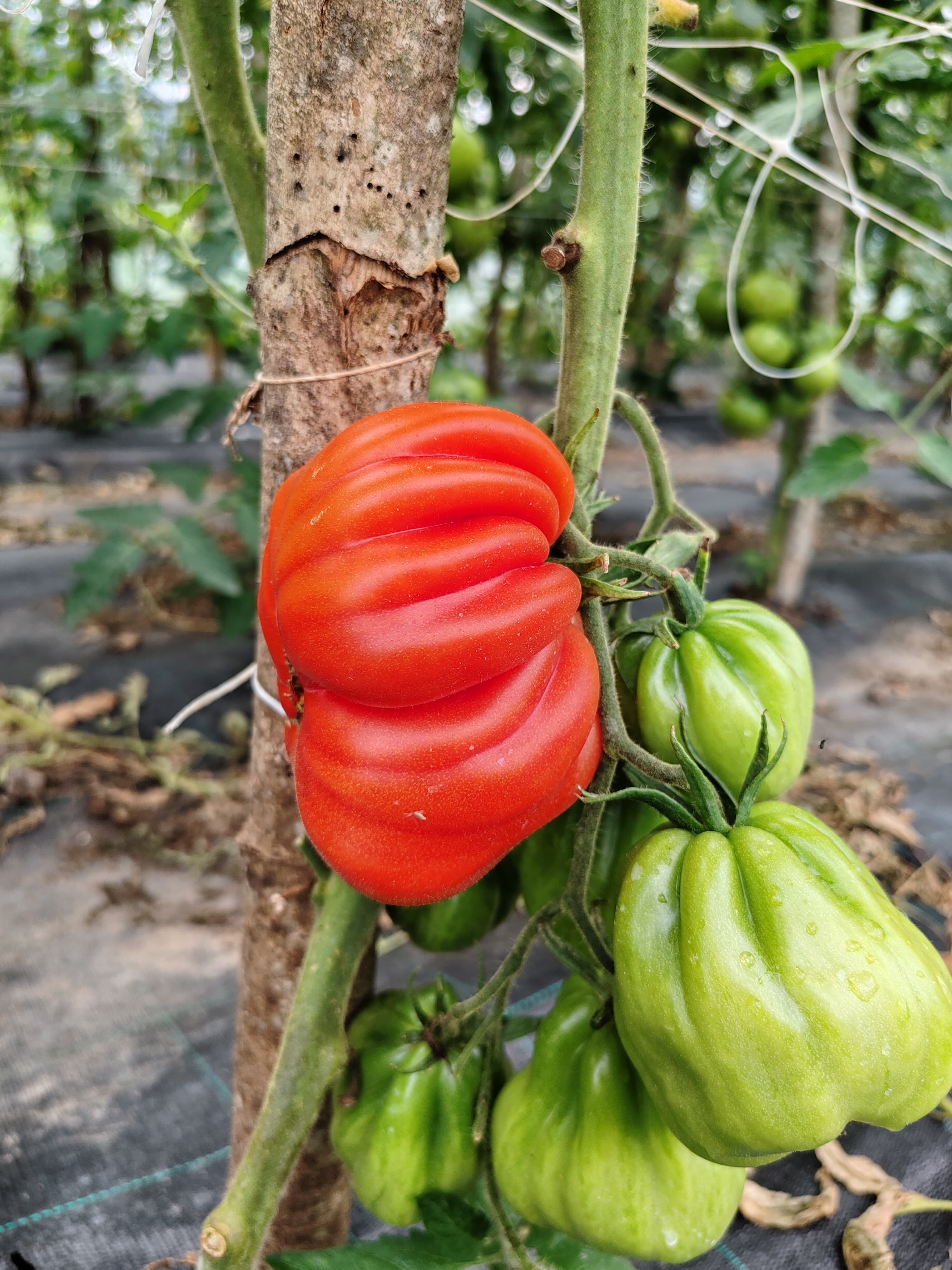 Foto dall’azienda Archeologa del gusto 25