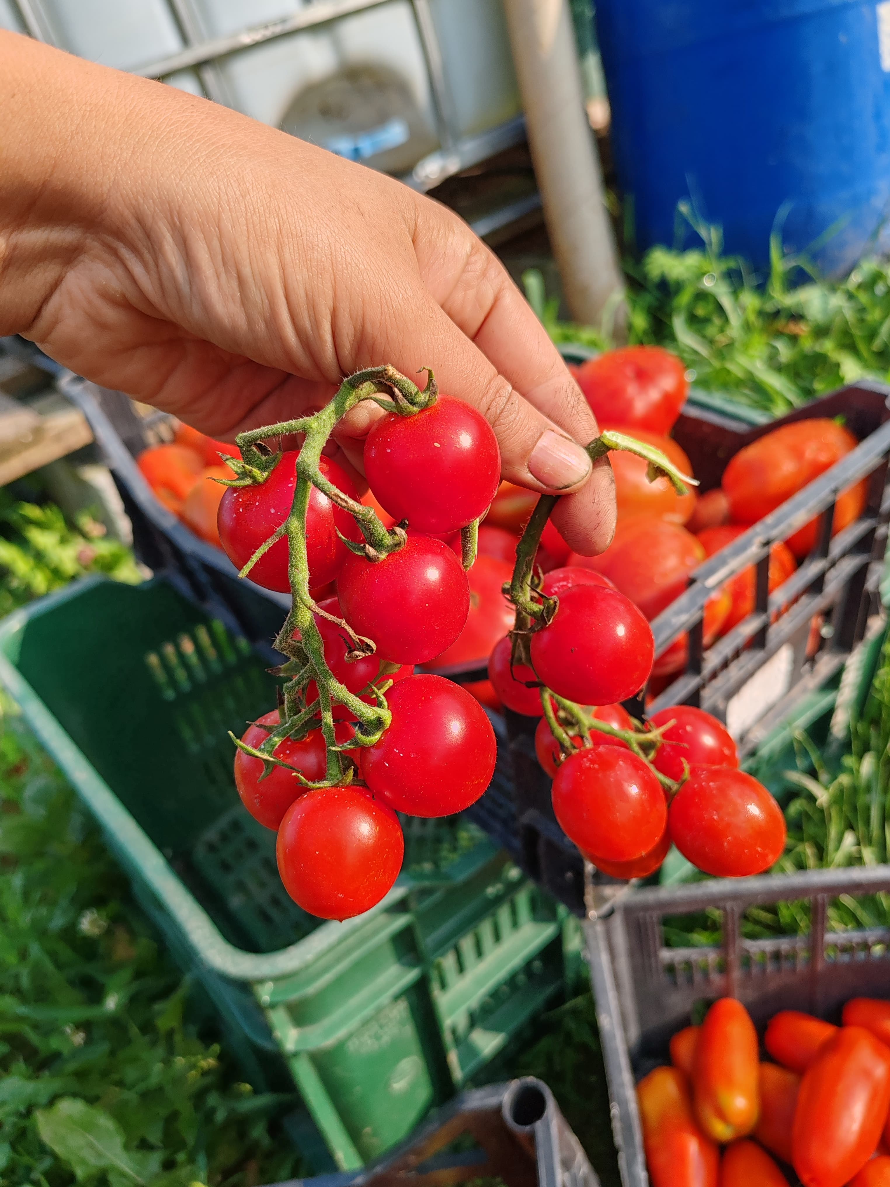 Foto dall’azienda Archeologa del gusto 27