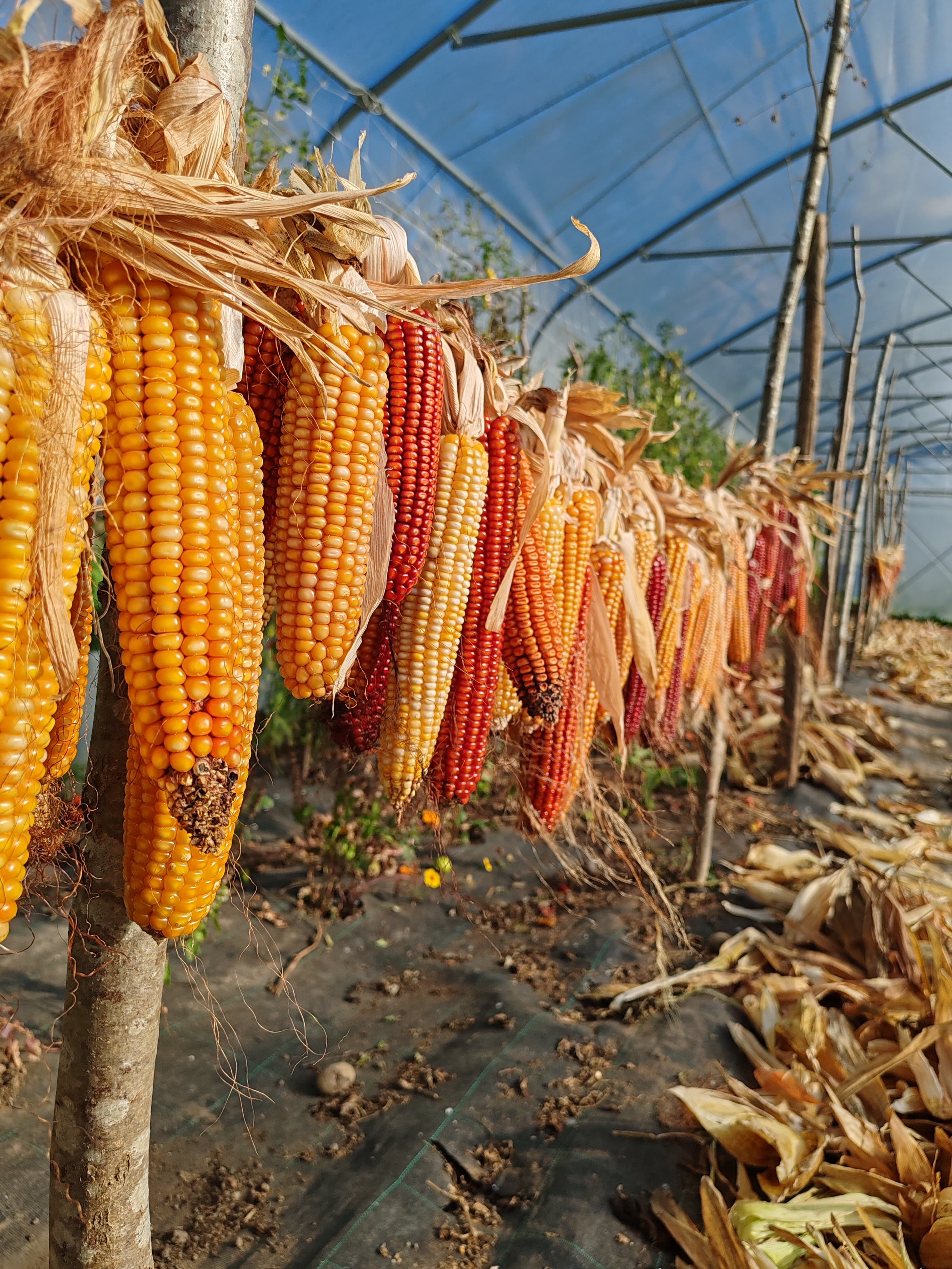 Foto dall’azienda Archeologa del gusto 49