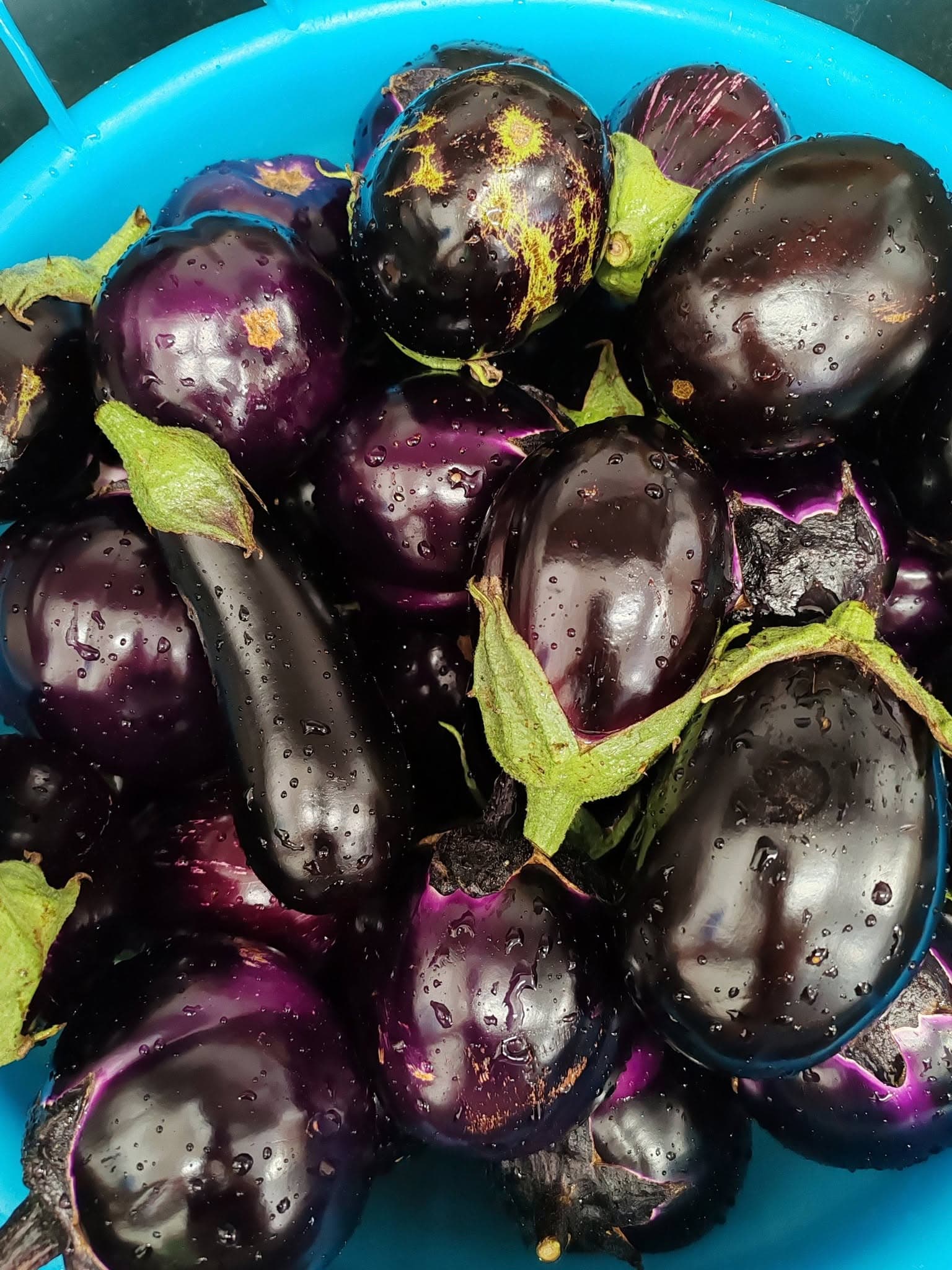 Melanzane dell’orto