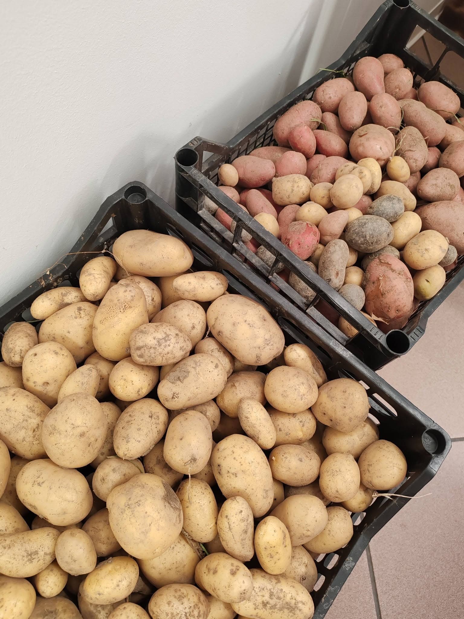 Patate dell’azienda